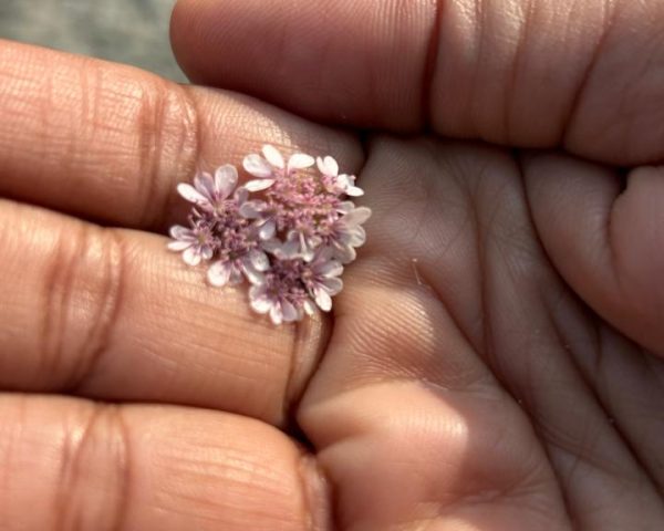 WhatsApp Image 2026-01-13 at 3.00.05 PM